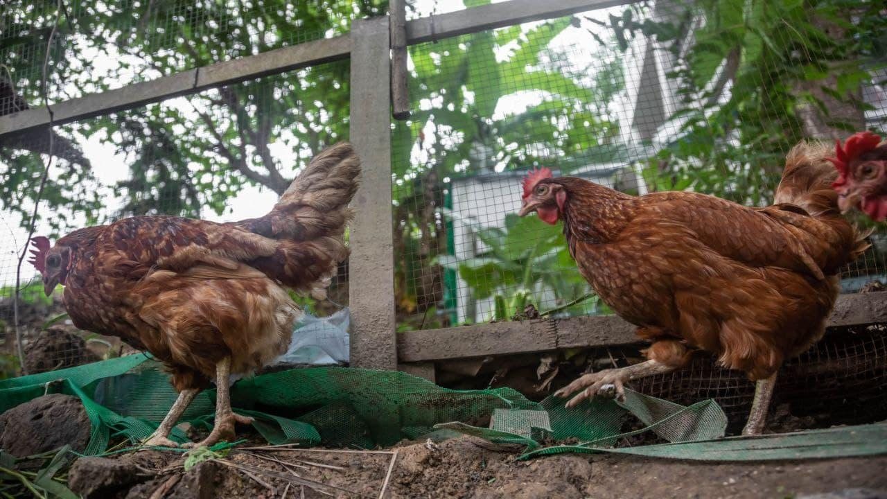 Two free-range chestnut hens scratching at the soil inside a wire-fenced coop, surrounded by jungle