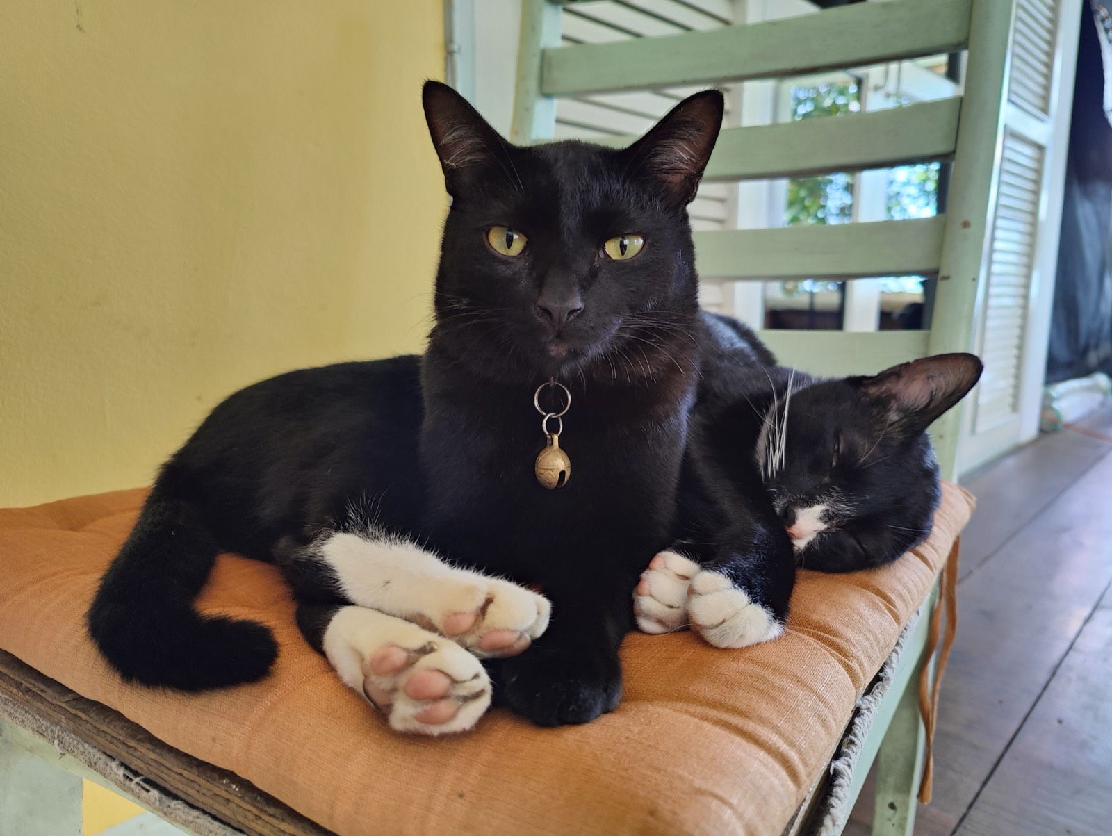 Chainsaw, the black cat with the brass bell at The Ranch