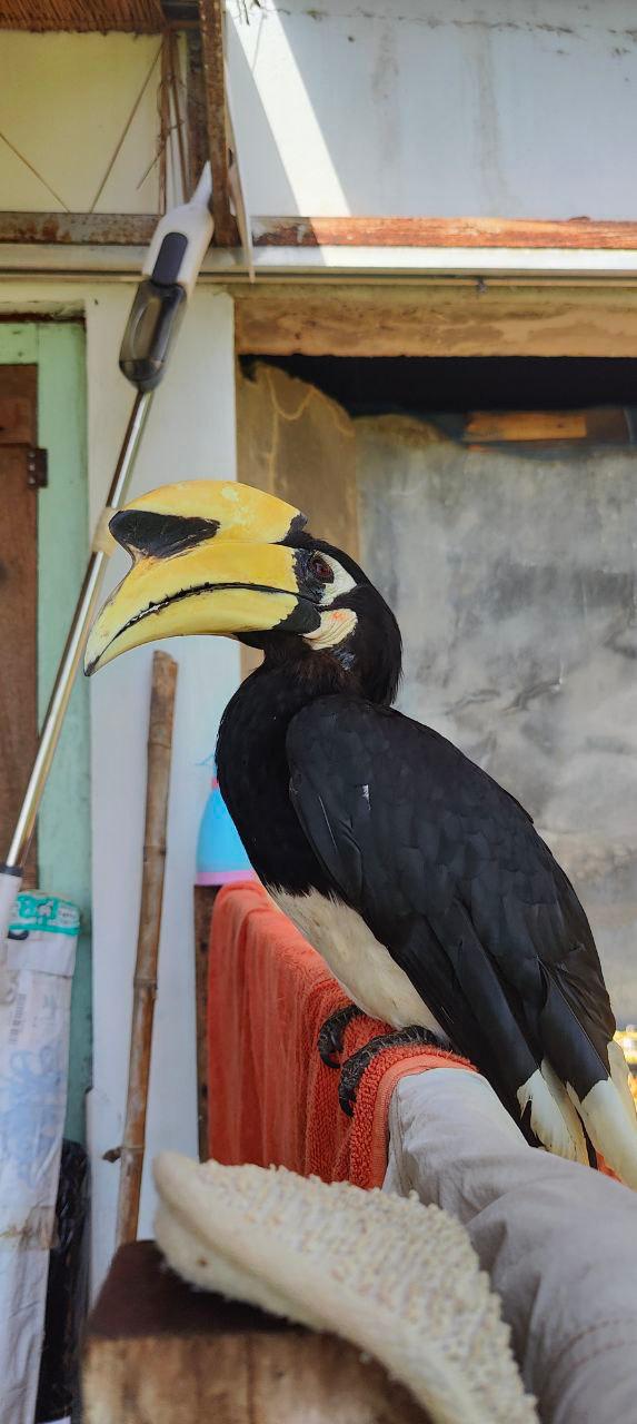 An oriental pied hornbill perched on the porch — yellow casque, black-and-white plumage