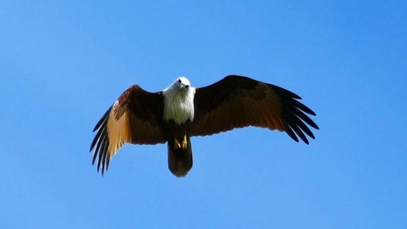 A brahminy kite gliding overhead — white head, rust-coloured wings, blue sky