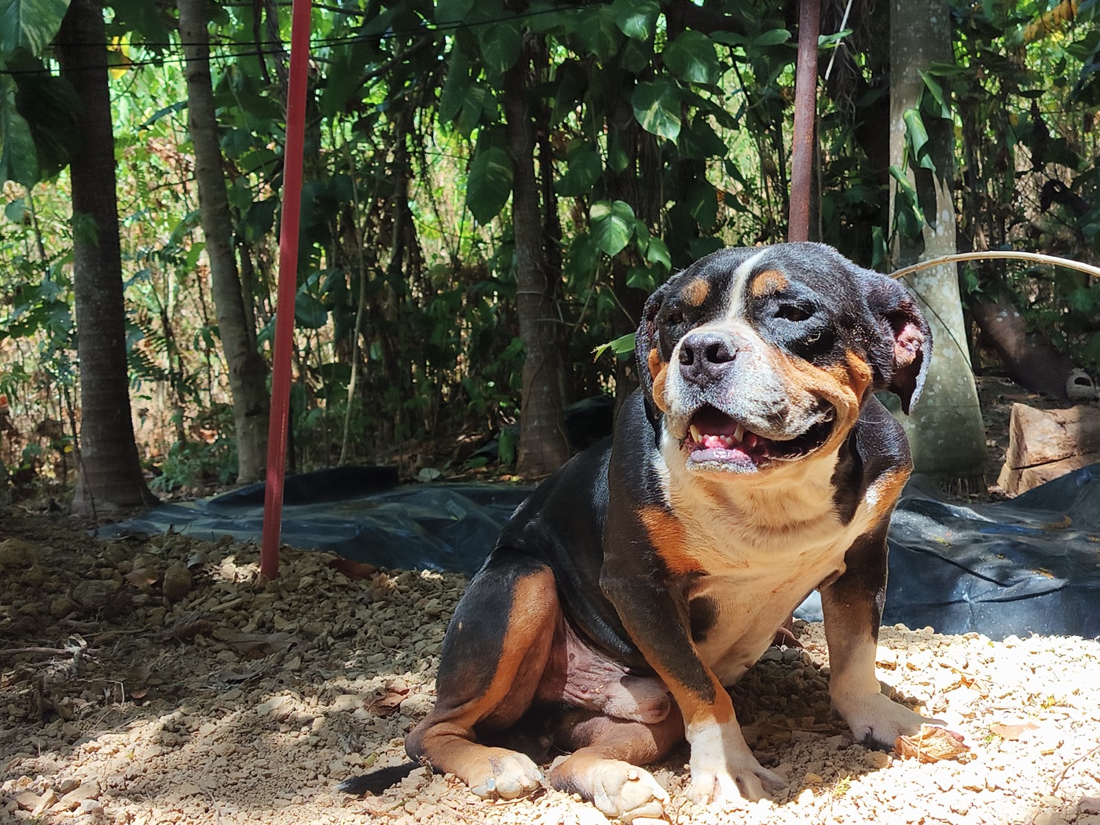 Poops, the big bull-cross dog at The Ranch, in the jungle garden