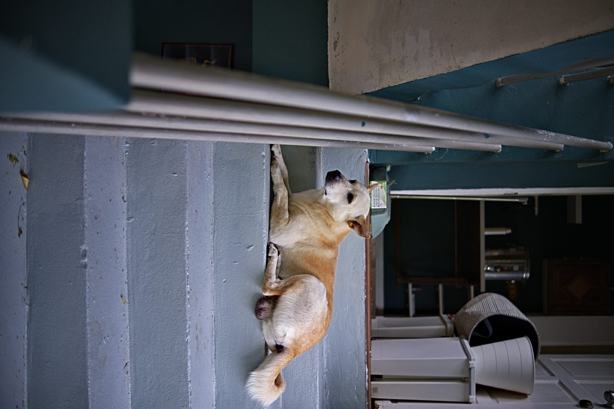 Dave the guard dog outside The Ranch — a friendly, alert presence on the hill