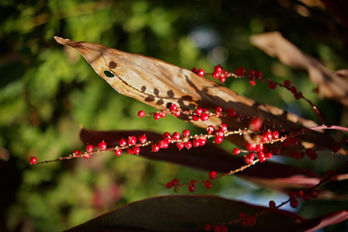 Berries on tropical plants in the garden