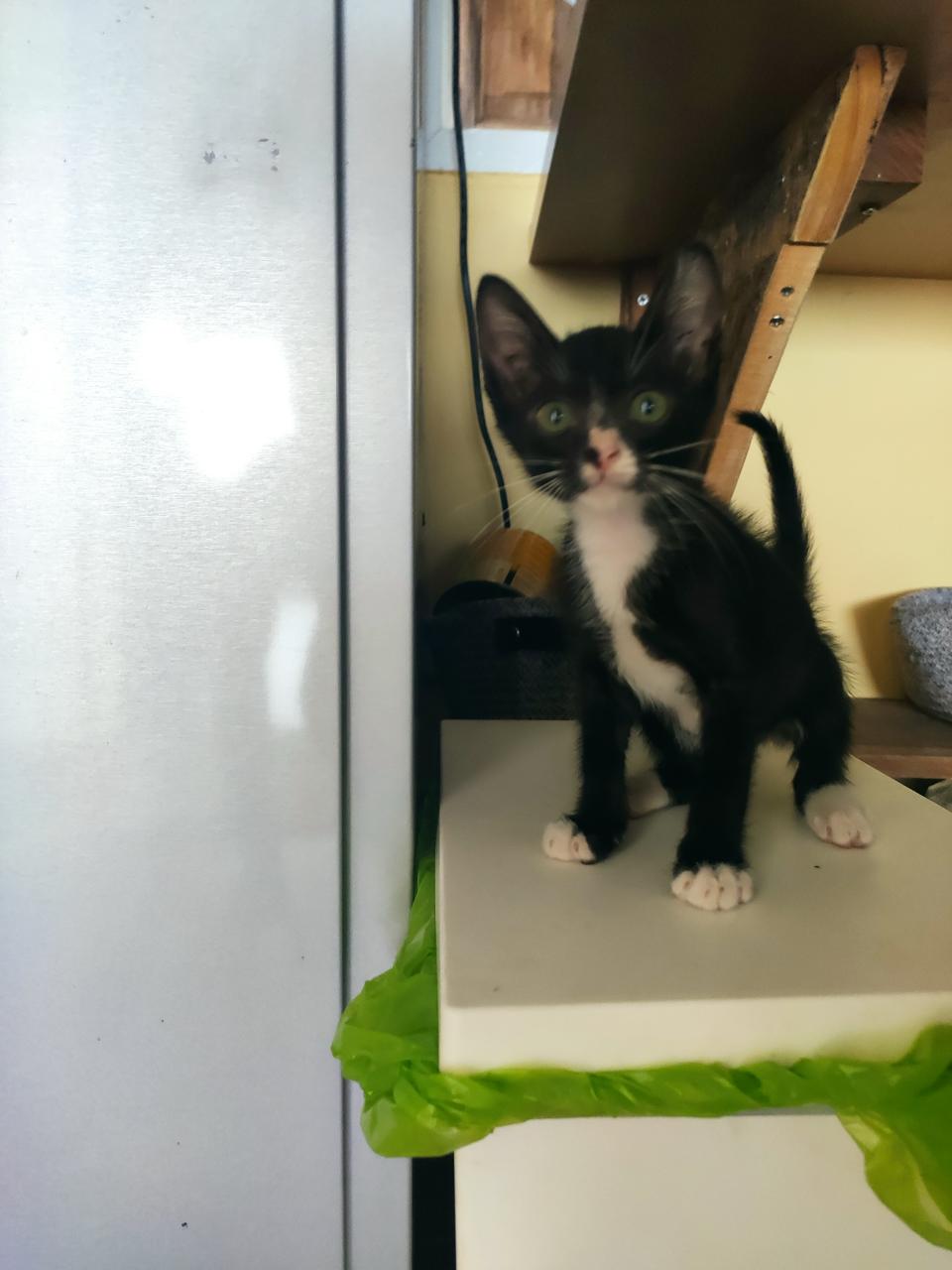 Tuxedo, the cool cat at The Ranch (kitten era)